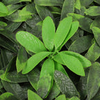 100x100cm Artificial Greenery Panel Foliage Hedge